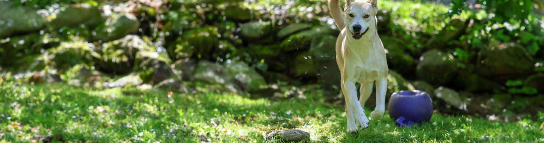 Dogs Playing at the Bark and Call Inn
